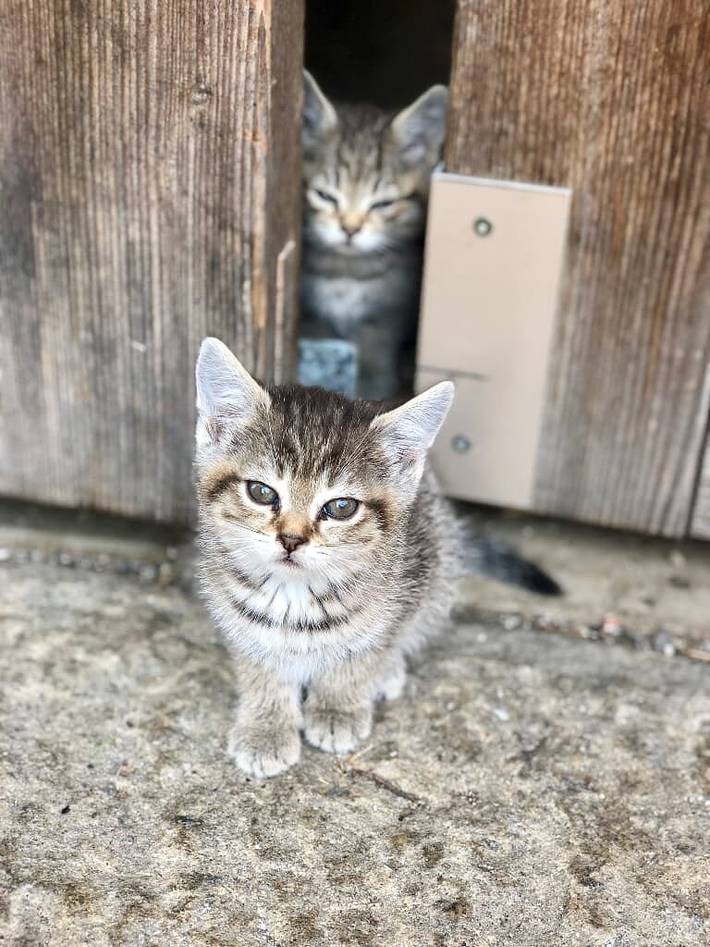 Bauernhof für 2 Personen, mit Garten und Sauna, kinderfreundlich im Bayerischer Wald - 4