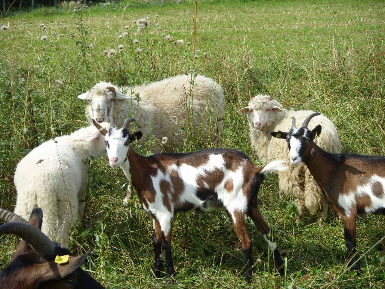 Kronaushof - Jagahaus in Sankt Corona am Wechsel, Wiener Alpen