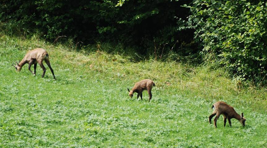 Gîte pour 15 personnes, avec jardin et terrasse à Les Rousses - 2