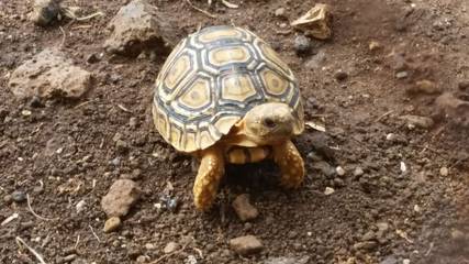 Vacation House for 6 Guests in Koloa, Kauai, Picture 4