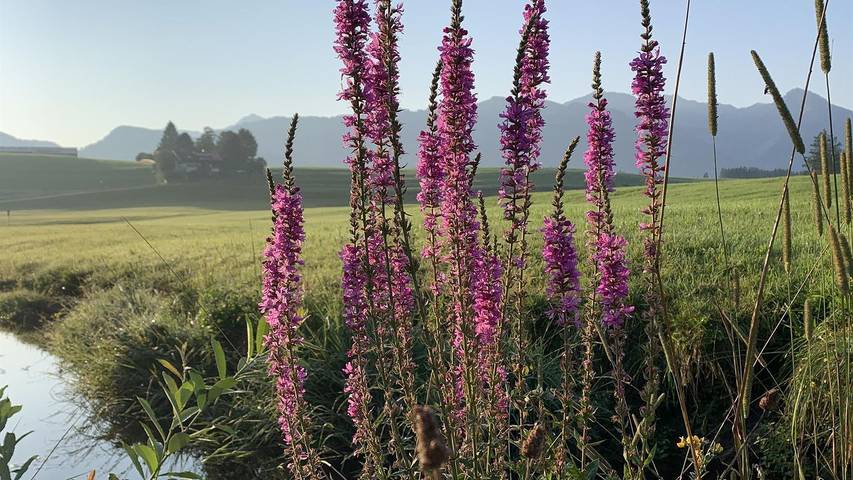 Ferienwohnung für 4 Personen, mit Garten, mit Haustier in Ofterschwang - 2