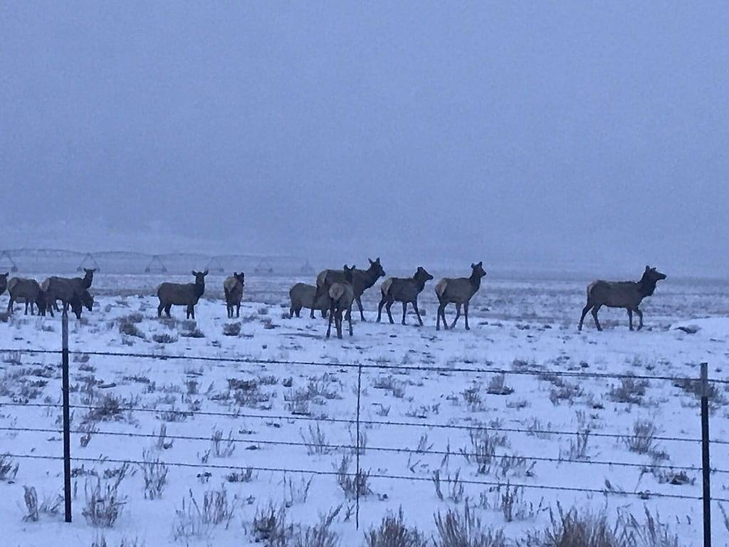 Großartig für Atv's und Toy'S! Mieten Sie 6 Nächte und 7. ist kostenlos! in Buena Vista, Chaffee County