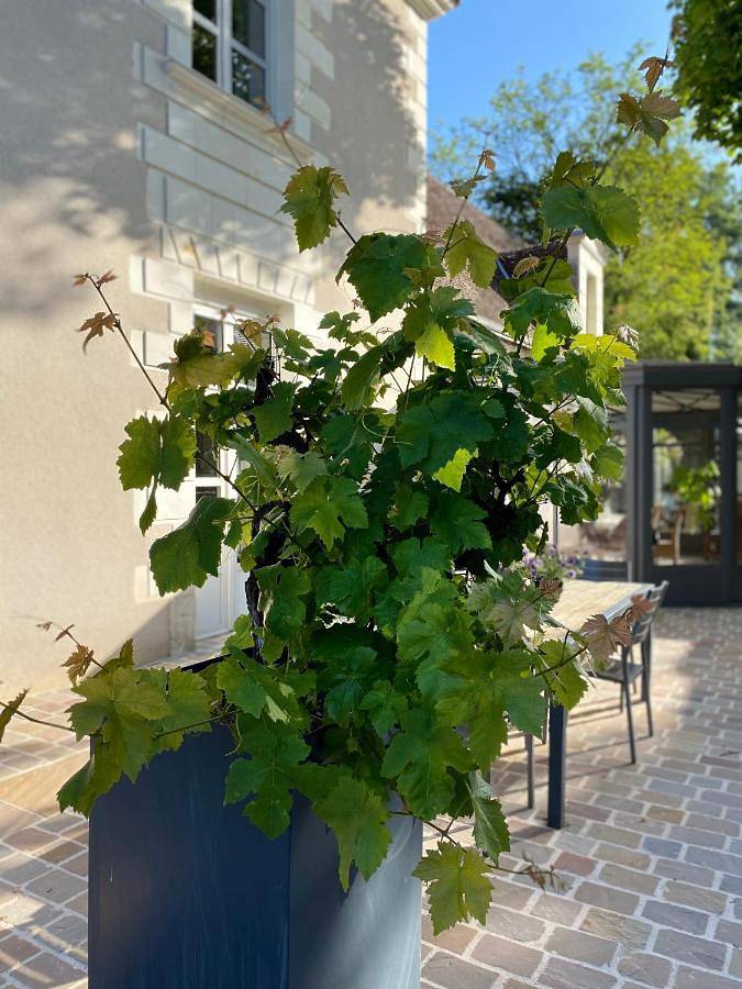 Chambre d’hôte pour 4 personnes, avec Balcon et Terrasse ainsi que Jardin et Vue à Civray-de-Touraine