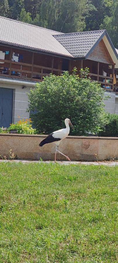 Pod bocianim gniazdem in Podlasie