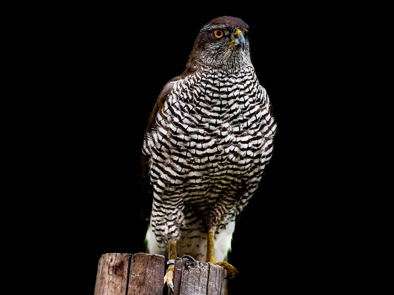 Ferienhaus Nossentiner Heide - Ferienhaus Ellie in Hohen Wangelin, Mecklenburgische Seenplatte