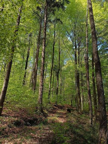 Ferienwohnung für 6 Personen in Gemeinde Münichreith-Laimbach, Waldviertel, Bild 4