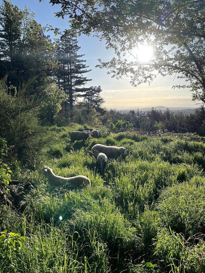 Location de vacances pour 13 personnes, avec piscine ainsi que jardin et vue, animaux acceptés à Satillieu - 4