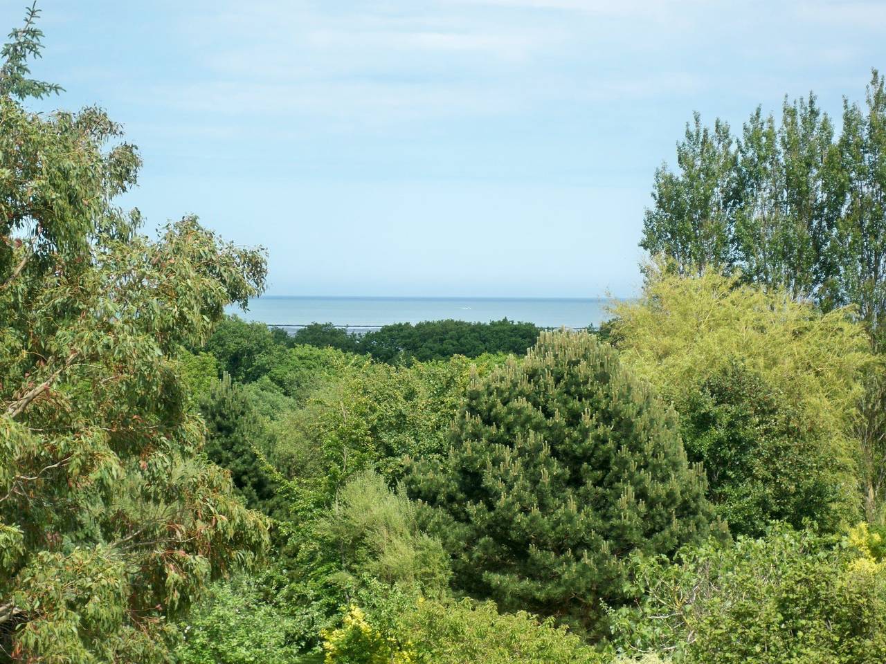 "L'Eucalyptus in Crasville, Région de Cherbourg