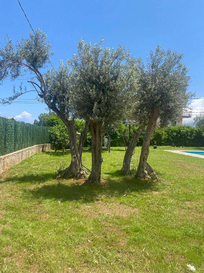 Villa pour 8 personnes, avec piscine et jardin à Carini - 3