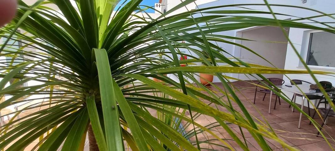 Maison d’hôte pour 2 personnes, avec terrasse à Vila Nova de Milfontes - 4