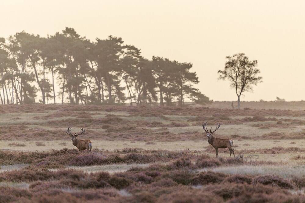 Boshuis Haen | Luxe vakantiehuis op de Veluwe in Ermelo, Veluwe