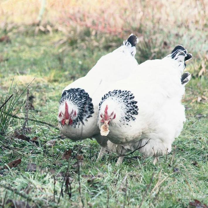 Location de vacances pour 4 personnes, avec vue et jardin à Saint-Denis-le-Ferment - 3