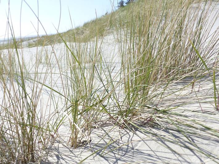 Ganze Wohnung, Watten Blick wird Sie überraschen in Raucherstrand, Wyk auf Föhr