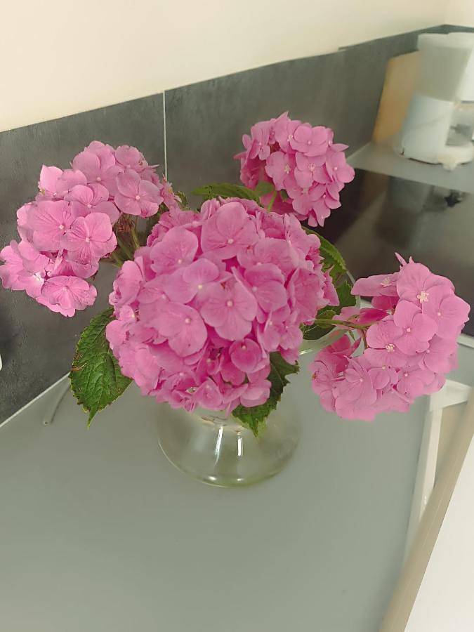 Gîte pour 4 personnes, avec jardin et vue à Les Essarts-le-Roi - 2