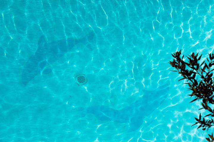 Villa pour 6 personnes, avec jardin ainsi que vue et piscine, animaux acceptés à Lozica - 3