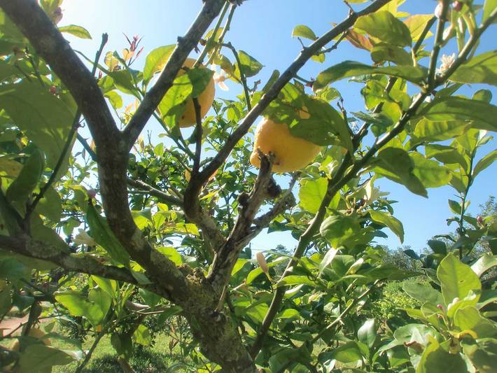 Finca mit Pool für 5 Personen, mit Garten und Terrasse sowie Pool, kinderfreundlich in Llucmajor - 3