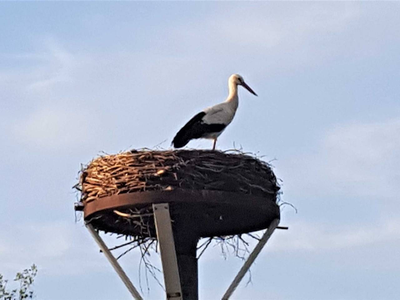 Ganze Ferienwohnung, Fewo Storchennest - Fewo Storchennest in Kollmar, Kreis Steinburg