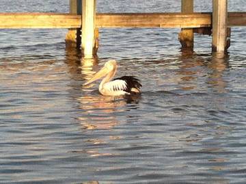 Cottage for 4 People in Goolwa, South Australia, Photo 4