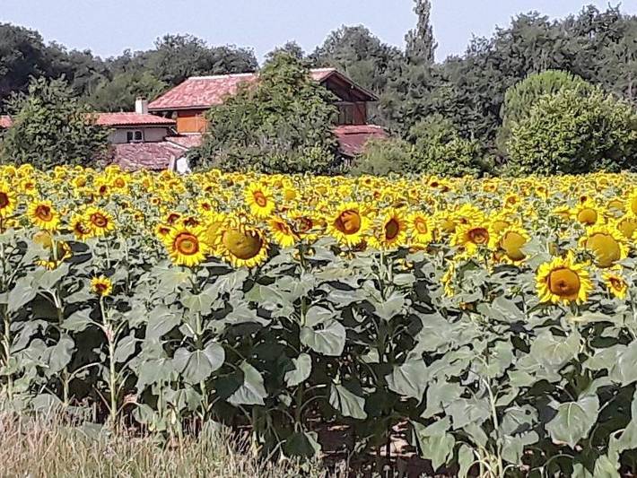 Location de vacances pour 2 personnes, avec terrasse et vue ainsi que jardin et piscine, animaux acceptés à Lagraulet-du-Gers - 2