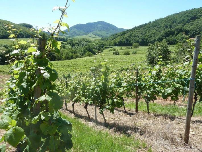 Location de vacances pour 7 personnes, avec vue et jardin à Epfig - 4