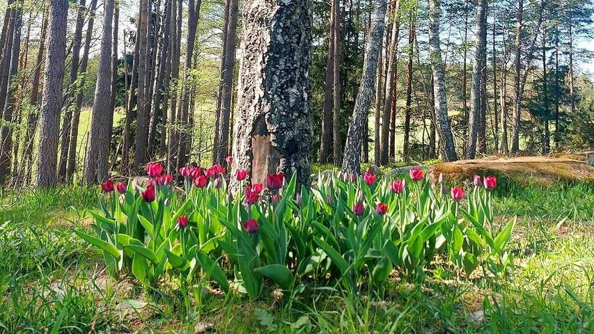 Location de vacances pour 6 personnes, animaux acceptés dans Uppsala - 4