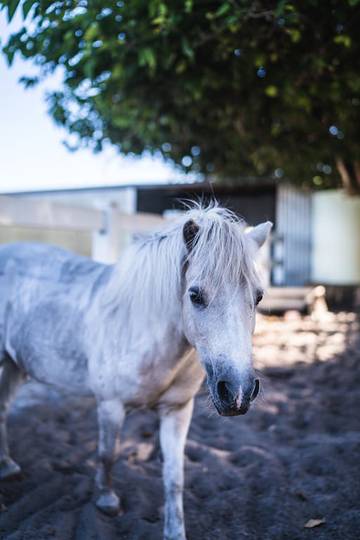 Agriturismo for 7 People in Perth, Western Australia, Photo 2