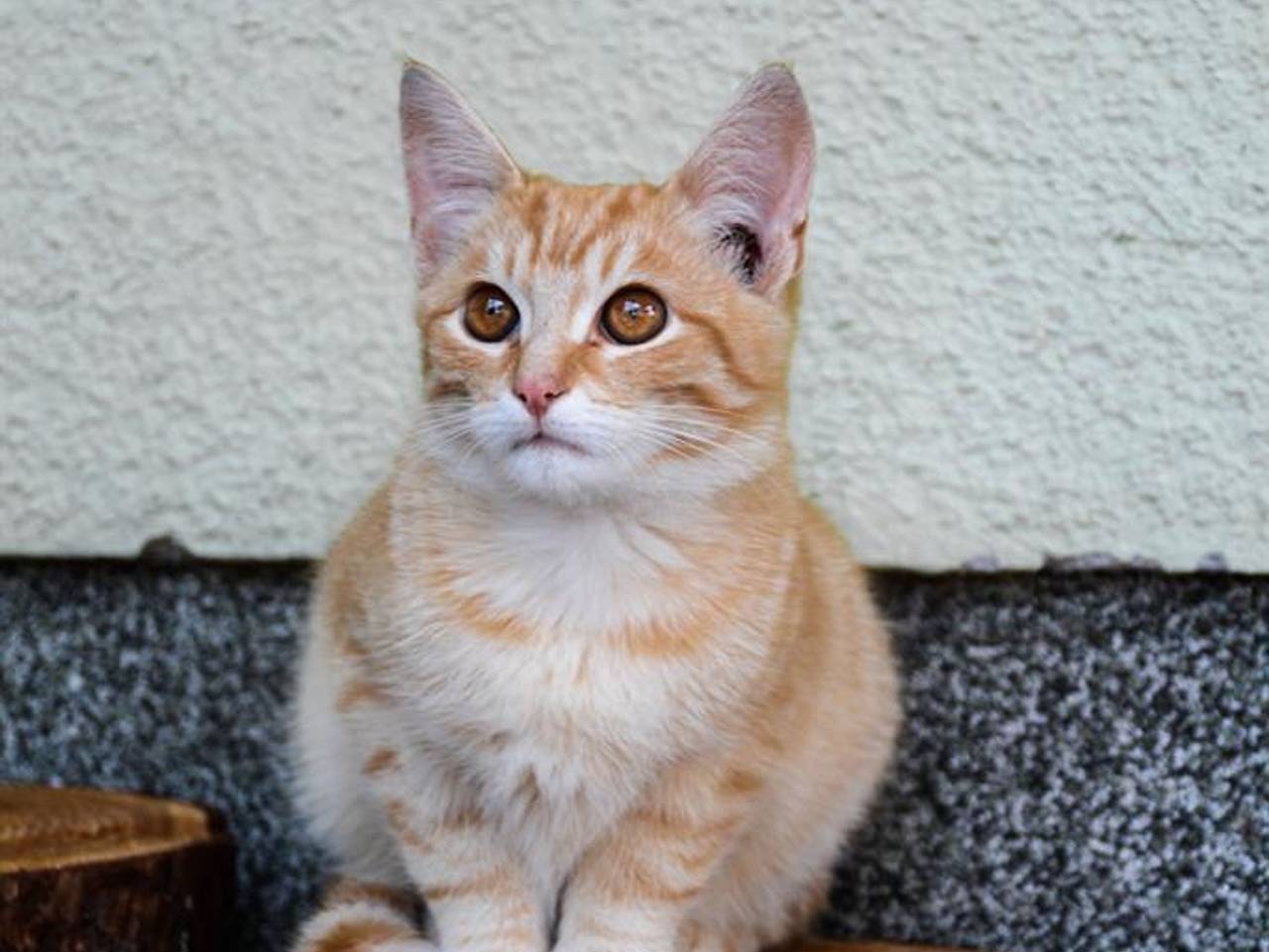 Ganze Ferienwohnung, Almhof Unterranner - Bachmelodie/2 Schlafräume/Dusche, Wc in Spital am Pyhrn, Kirchdorf an der Krems (Bezirk)