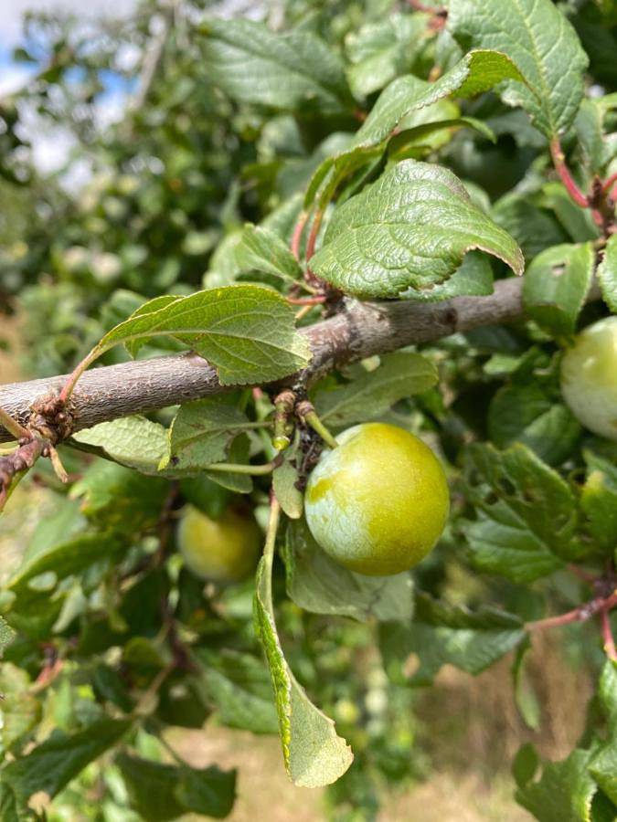 Chambre d’hôte pour 2 personnes, avec jardin ainsi que bassin pour enfant et piscine, animaux acceptés à Saint-Désiré - 3