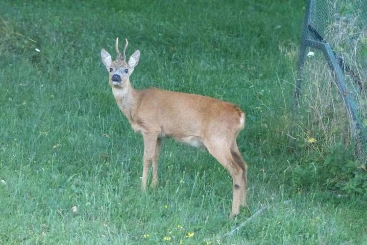 Gîte pour 4 personnes, avec jardin ainsi que vue et piscine à Ranspach - 2