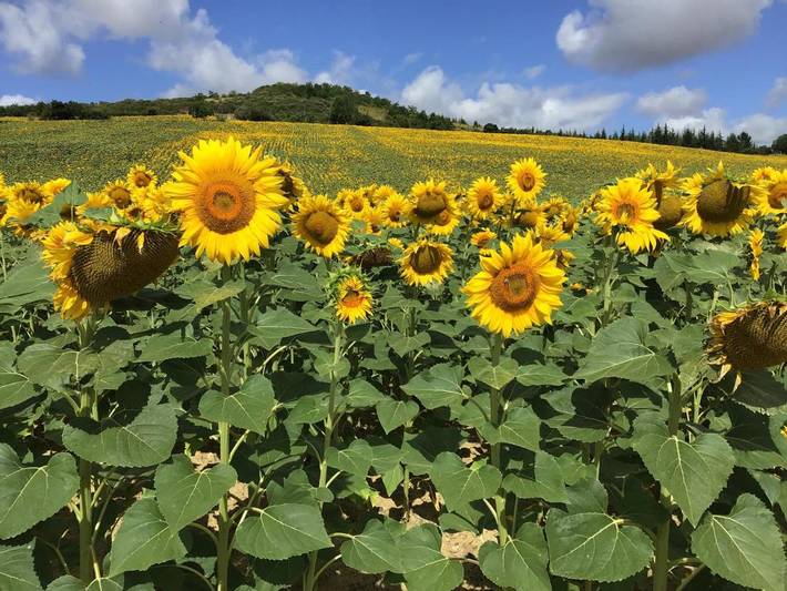 Chalet pour 2 personnes, avec vue et terrasse dans le Tarn - 3