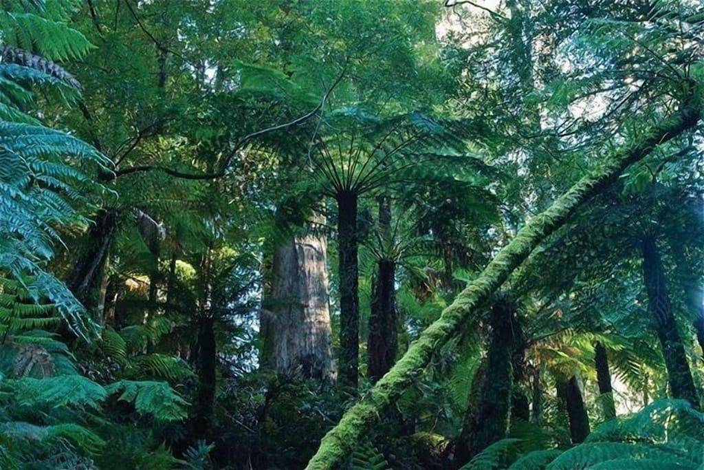 Bed And Breakfasts for 4 Guests in Shire of Wellington, Victoria