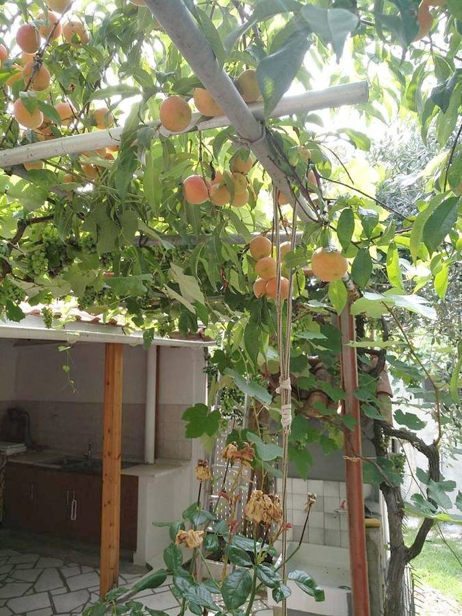 Ferienhaus für 8 Personen, mit Ausblick und Garten, kinderfreundlich auf Thassos - 2