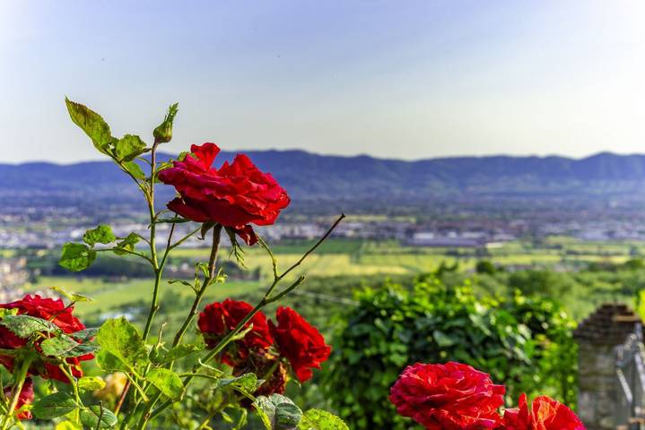 Casa delle Rose in Montemurlo, Provincia de Prato