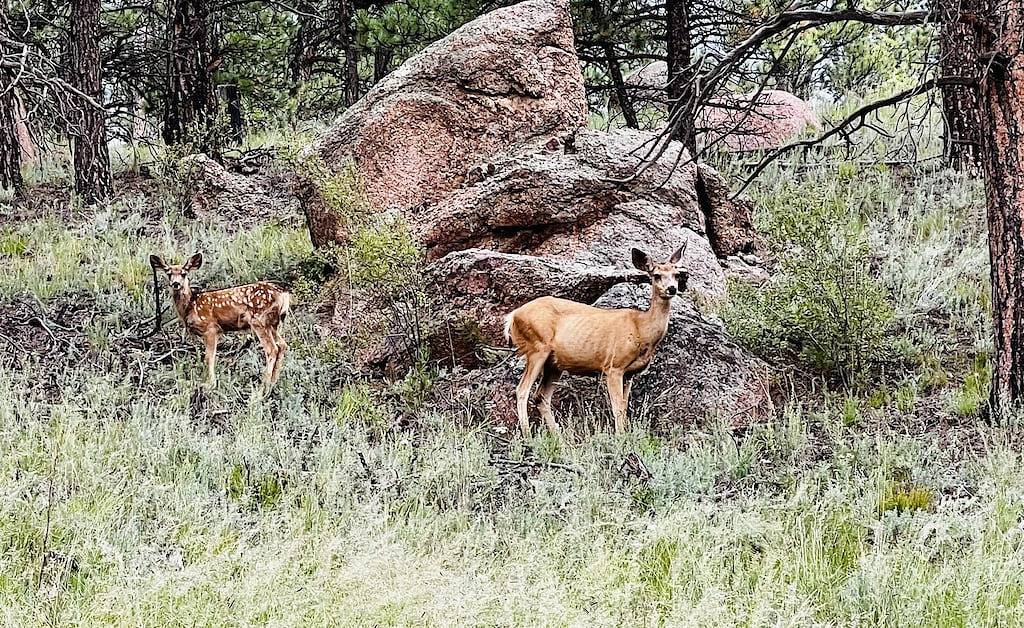 Cabin at Sportsman’s Paradise- Anglers’s Dream & Mountain Retreat. in Park County