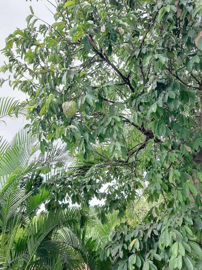 Chambre d’hôte pour 2 personnes, avec jardin à Saint-Claude (Guadeloupe) - 2