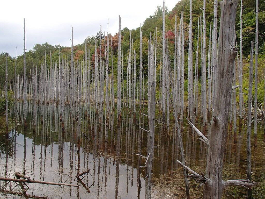 Ganze Wohnung, Kundenservice # 1-Village 1Br, Dorf, perfekte Lage, mehrere Eigentumswohnungen in Snowshoe, Greenbrier River