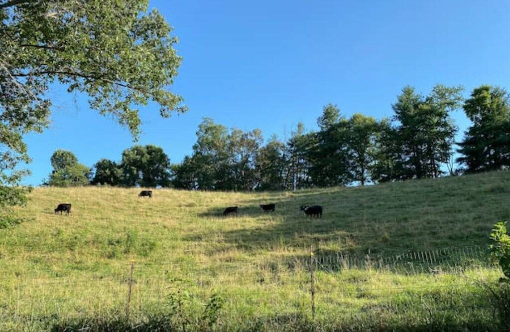 Escape to your cozy Mars Hill Cottage, near Asheville in Madison County (NC)