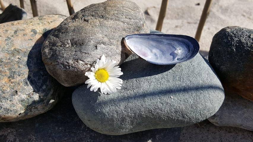 Ferienwohnung für 4 Personen, mit Garten und Terrasse in Börgerende-Rethwisch - 4