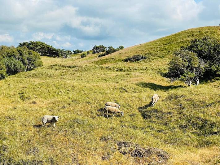 Ferienhaus für 20 Personen, mit Terrasse und Pool, mit Haustier an der Kattegat Küste - 3