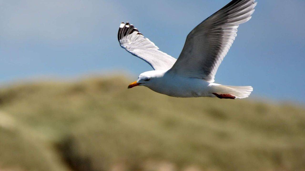 Ferienhaus für 6 Personen (65 m²) in Hemmet in Bork Havn, Ringkøbing fjord