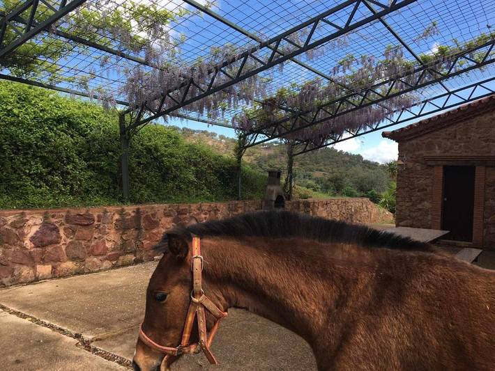 Casa rural para 12 personas, con Terraza además de Jardín y Piscina en Aracena - 3