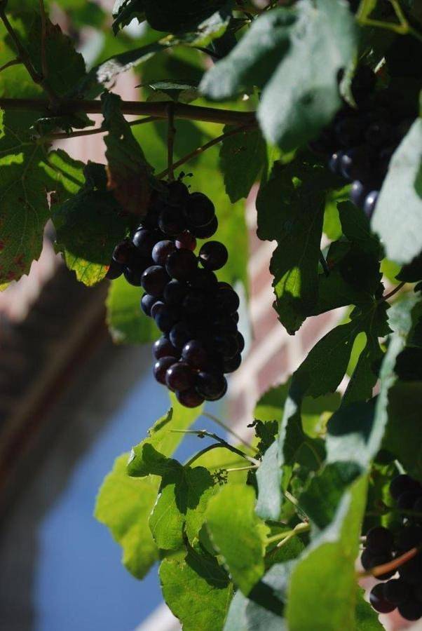 Location de vacances pour 8 personnes, avec jardin, animaux acceptés dans Watou - 3