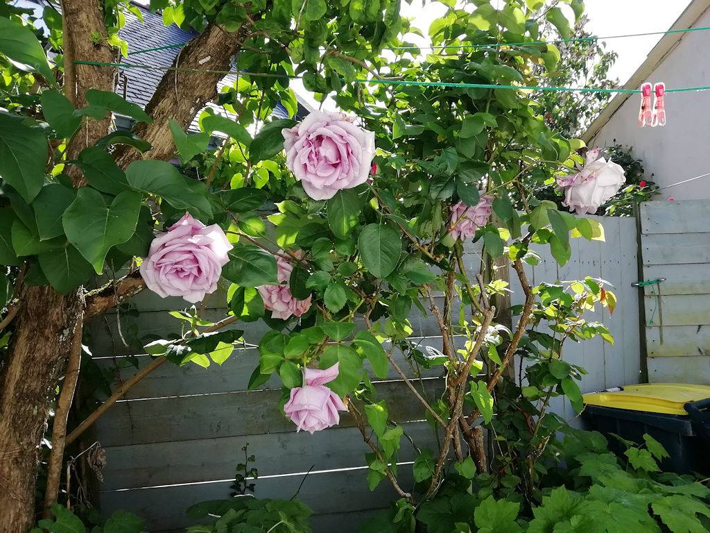 L'évasion groisillonne à "Ti Vilamo" in Groix, Côte des Mégalithes