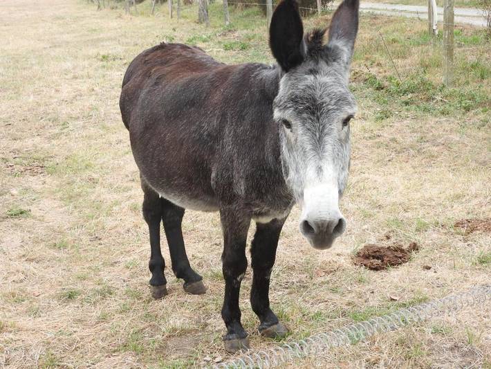 Chambre d’hôte pour 15 personnes, avec jardin et vue dans la Loire - 2