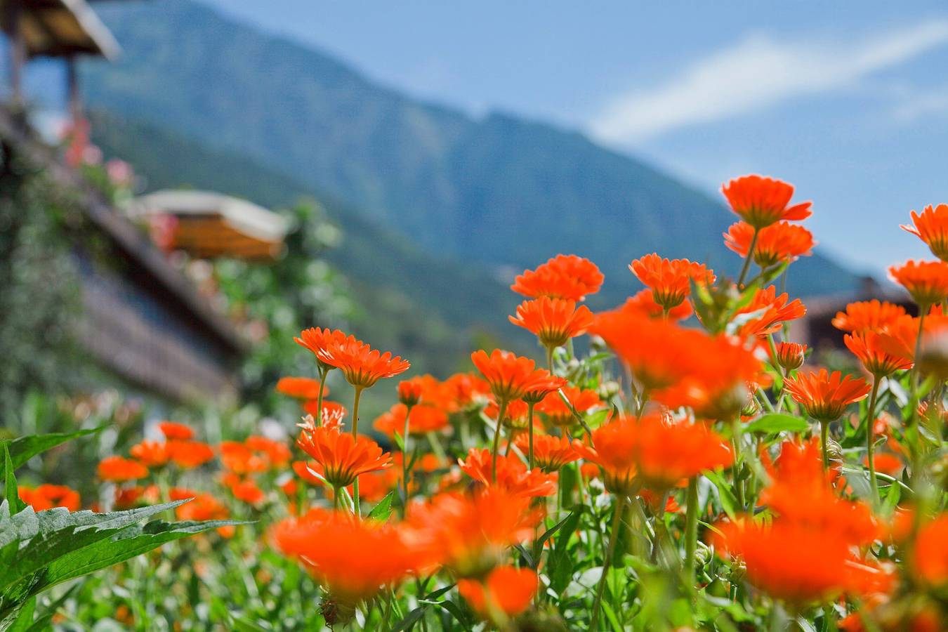 Ganzes Studio, Einzimmerapartment 'Tschigat' mit Bergblick, Gemeinschaftsgarten und Wlan in Mitterplars, Algund