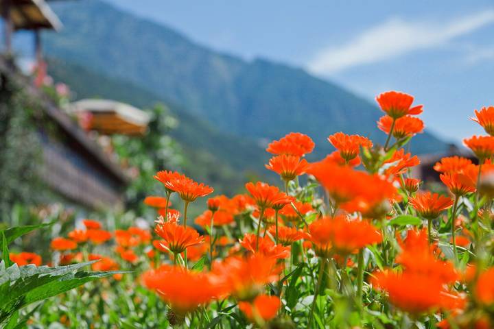 Entire studio, Studio Apartment 'Tschigat' with Mountain View, Shared Garden and Wi-Fi in Mitterplars, Algund