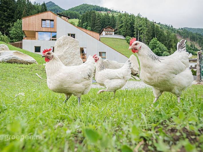 Ferienhaus für 18 Personen, mit Sauna - 1