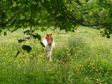 Gîte pour 8 Personnes dans Froidfond, Vallée de la Loire, Photo 3