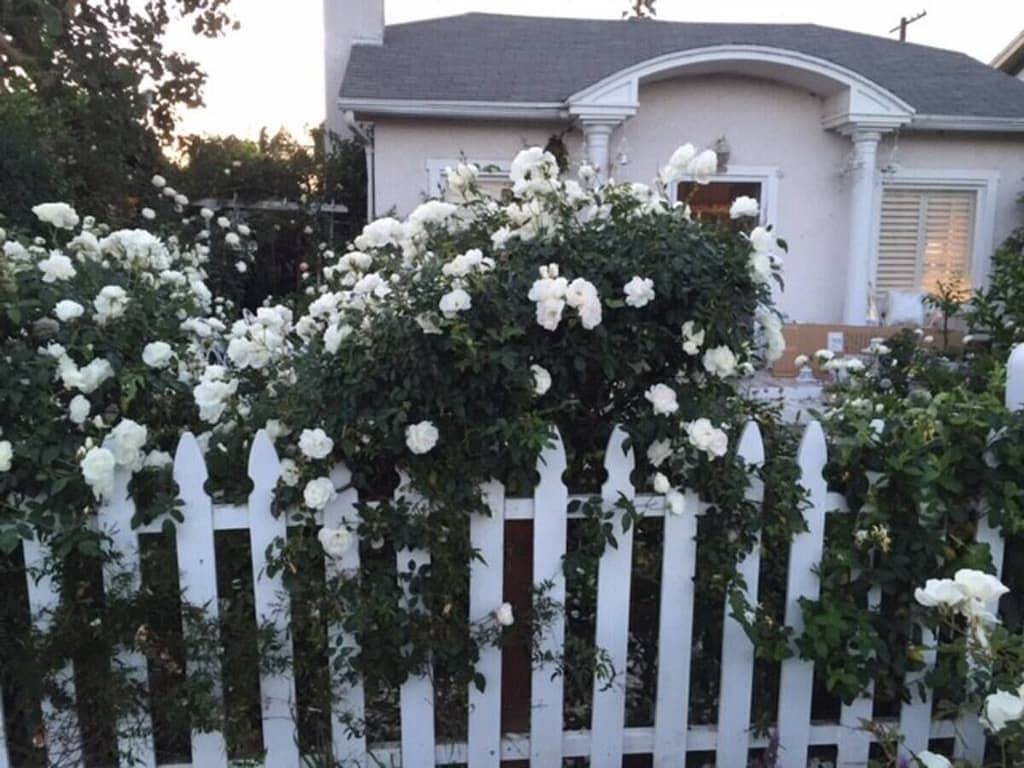 Dreamy white Venice house with airy whimsical charm in Venice Beach (Los Angeles), Los Angeles