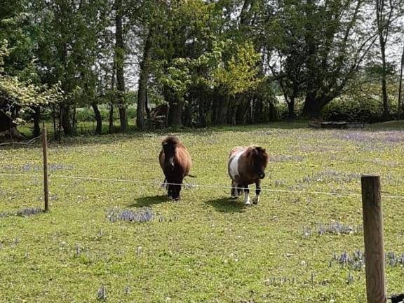 Gîte pour 5 personnes, avec jardin et vue à Aigrefeuille-d'Aunis - 3
